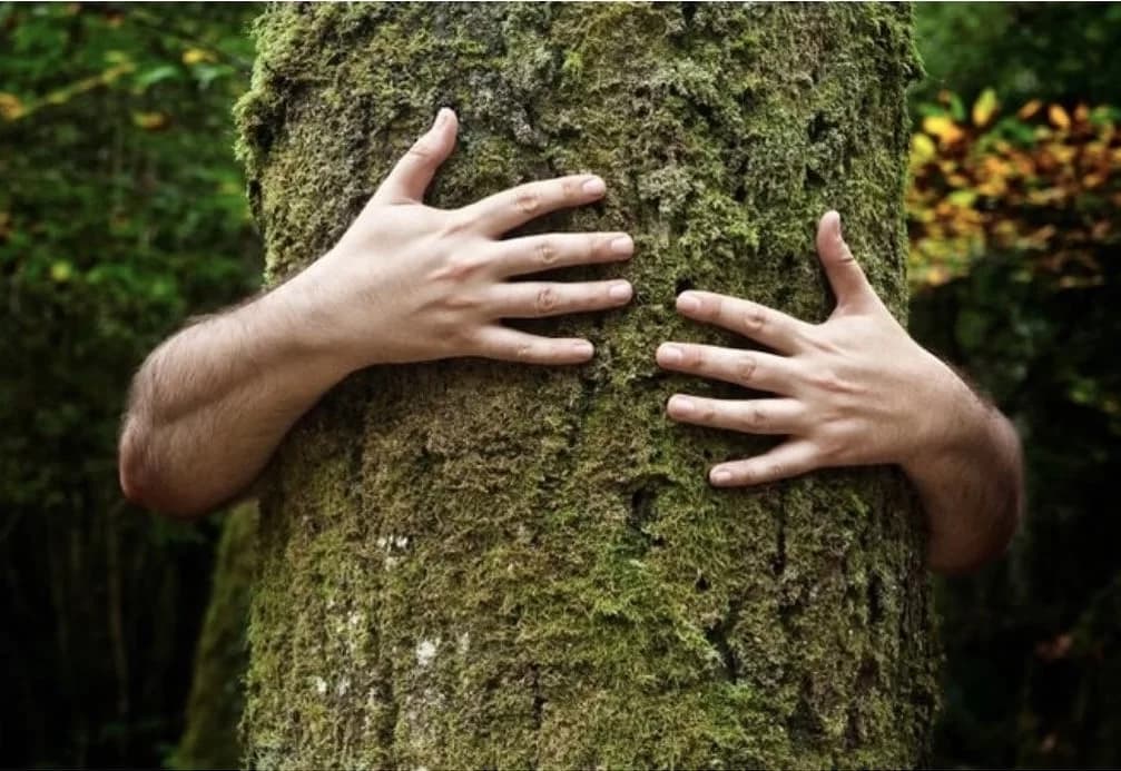 Banhos de Floresta